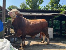 Sapi Prabu Untuk Kurban Mas Ardi