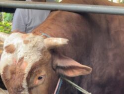 Sapi Qurban Timbul Suryanto
