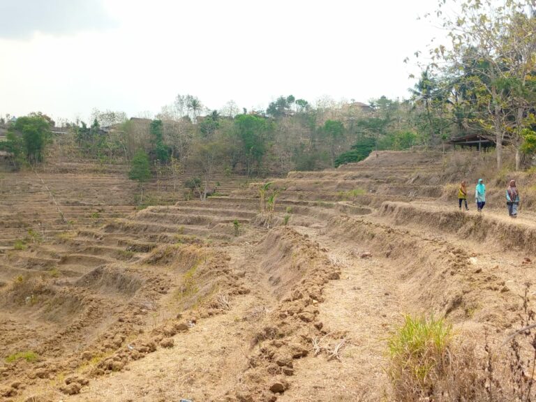 Lahan Pertanian Mengering