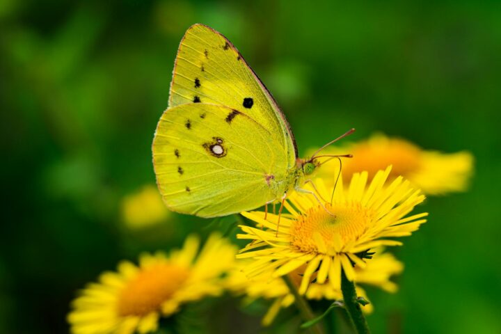 yellow butterfly perched on yellow flower in close up photography