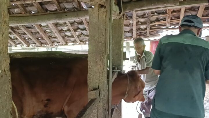 Peternak Sapi Di Gunungkidul