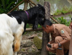 Kelompok Kambing Senung Makmur Lestari