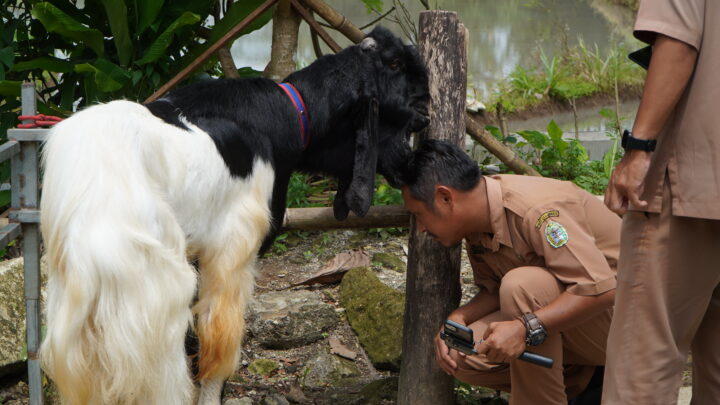 Kelompok Kambing Senung Makmur Lestari