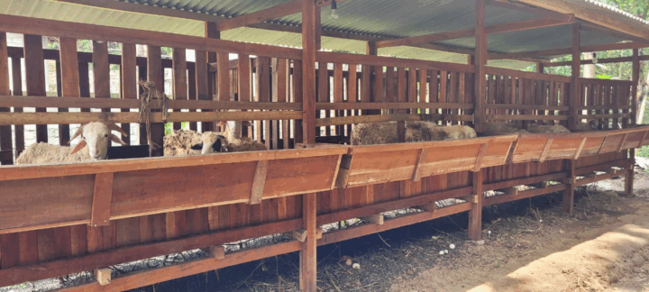 Penyedia Hewan Kurban Terpercaya di Gunungkidul