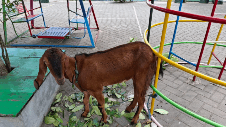 Dari Kambing Sampai Kulkas