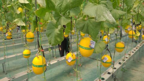 Berdayakan Lahan Wakaf, Kebun Melon DifarMu Sudah Panen Melon Ketiga Kalinya - foto utama